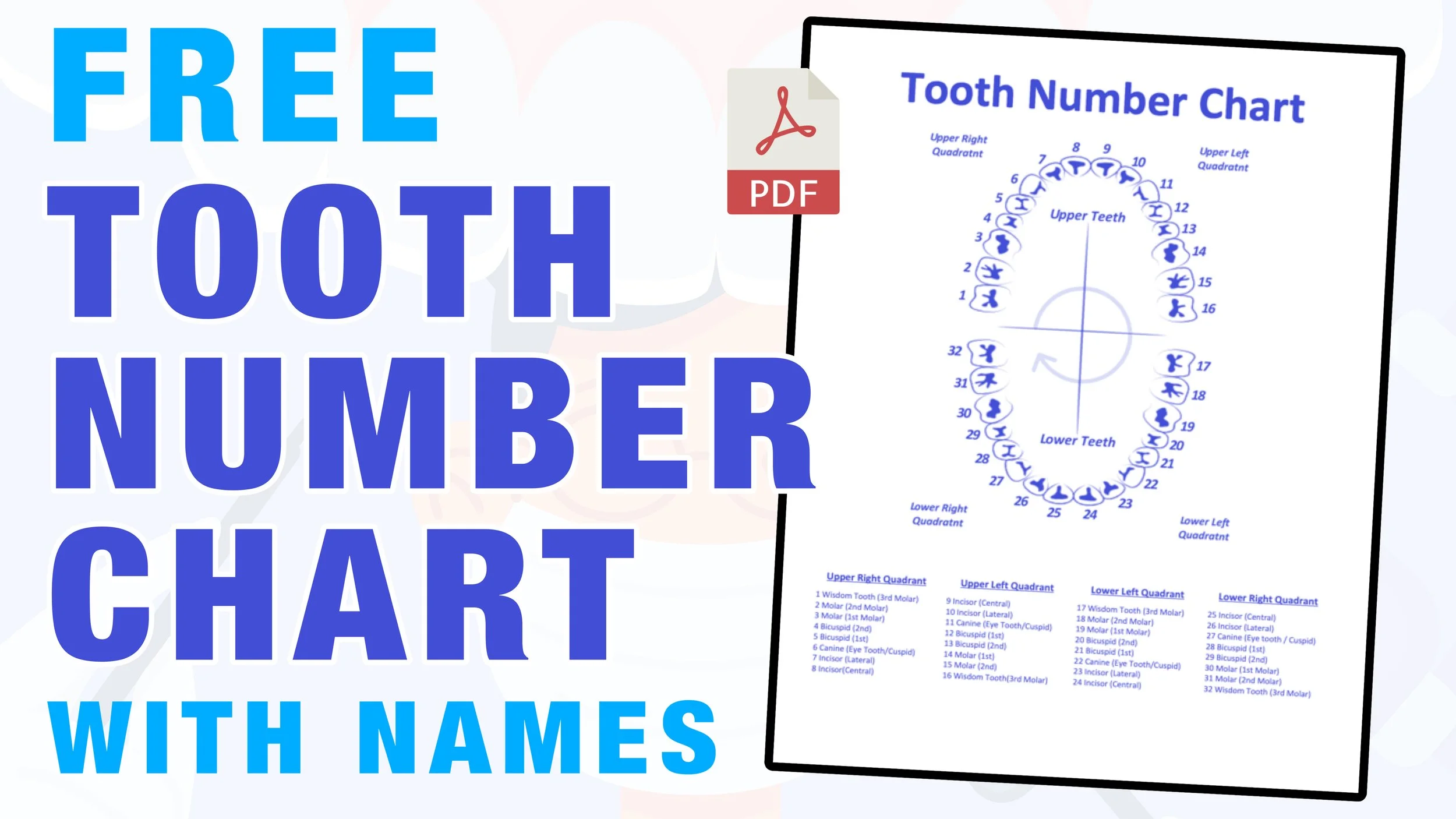 tooth number chart (printable pdf) — mashup math